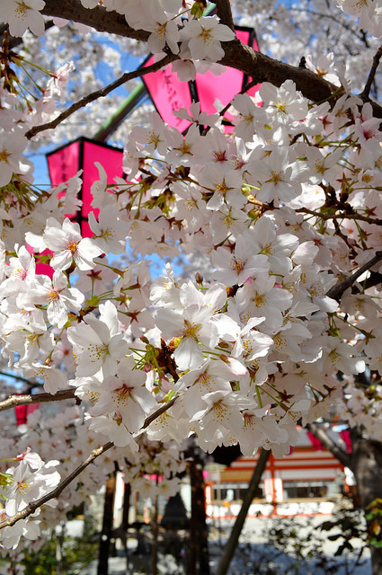 2014大阪賞櫻 自助旅行