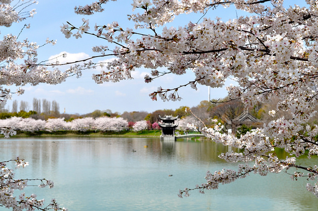 2014大阪賞櫻 自助旅行