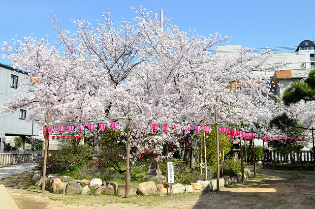 2014大阪賞櫻 自助旅行