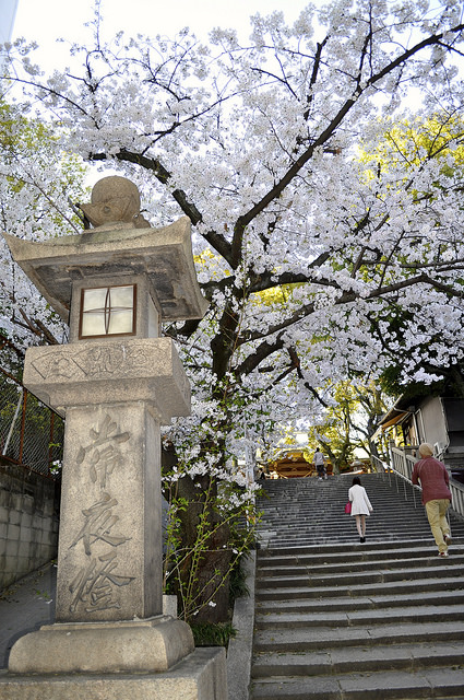 2014大阪賞櫻 自助旅行