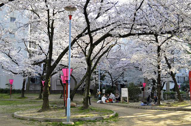 2014大阪賞櫻 自助旅行