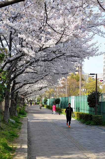 2014大阪賞櫻 自助旅行