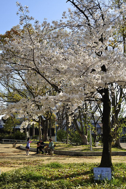 2014大阪賞櫻 自助旅行