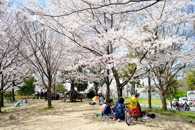 2014大阪賞櫻 自助旅行