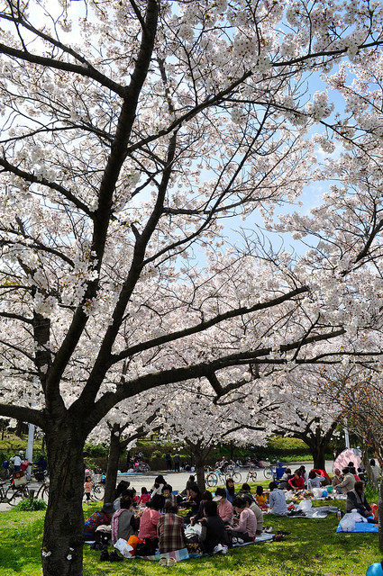 2014大阪賞櫻 自助旅行