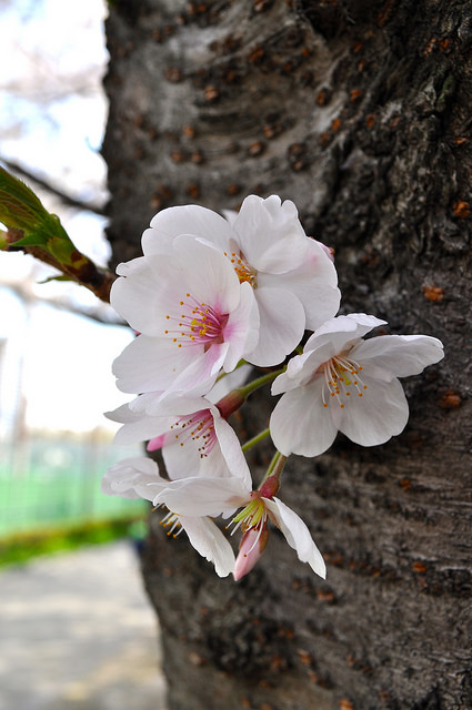 2014大阪賞櫻 自助旅行