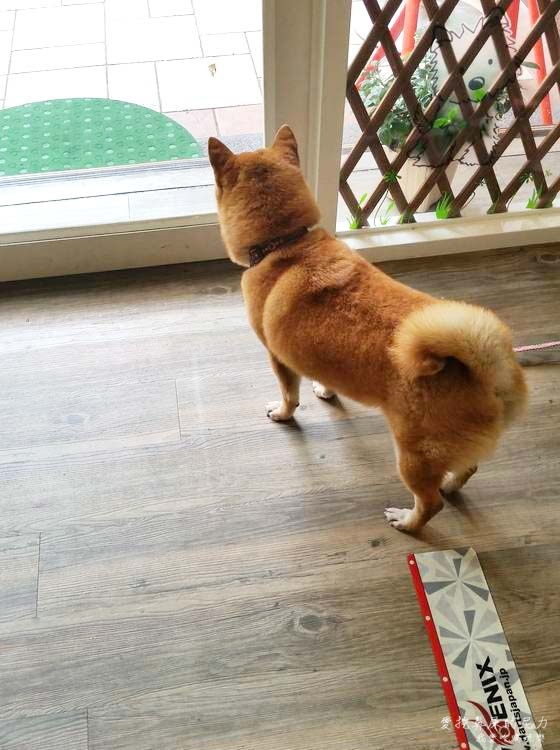 柴的元氣01.jpg 柴的元氣01.jpg