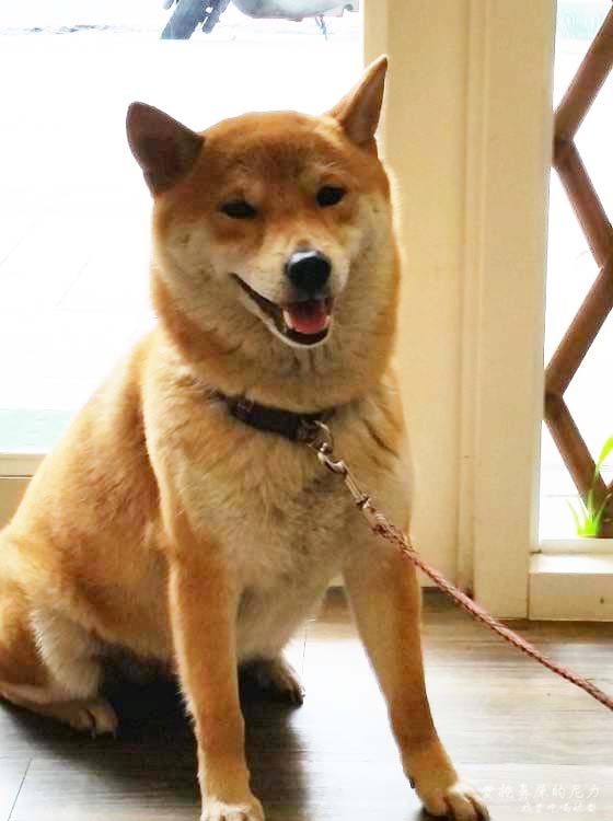 柴的元氣13.jpg 柴的元氣13.jpg