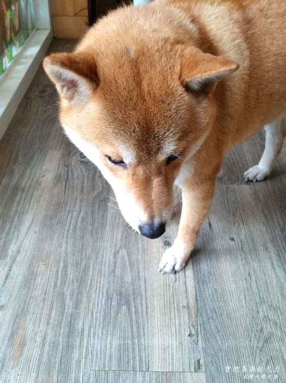 柴的元氣02.jpg 柴的元氣02.jpg