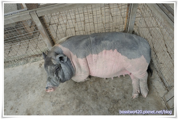 123DSC02036 123DSC02036