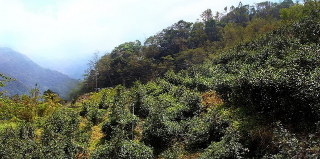 page.1 山山茶園4