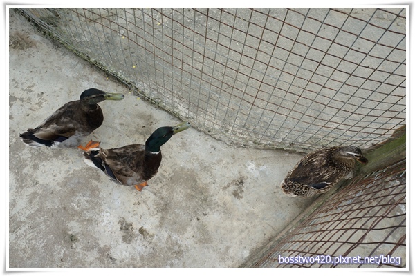 123DSC02041 123DSC02041