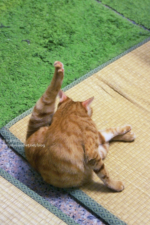 草Doro006.jpg 草Doro006.jpg