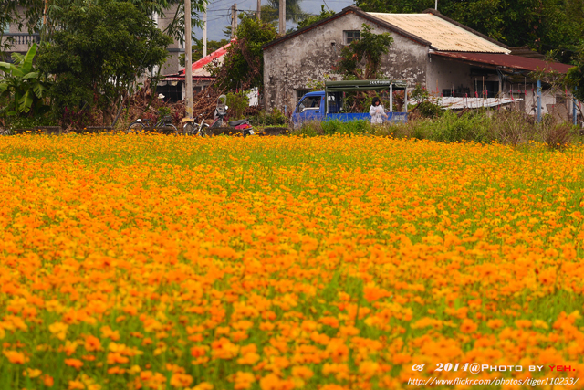 8.宜蘭三星農田的橙黃色花海在陰天下顯出陽光下色調。(圖片來源：YEH from Flickr)