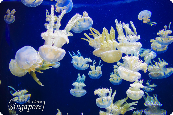 新加坡聖淘沙度假,聖淘沙好玩,聖淘沙景點