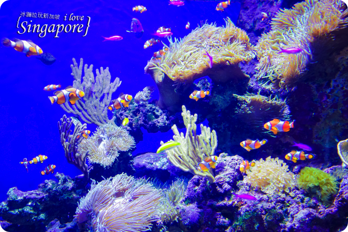 新加坡聖淘沙度假,聖淘沙好玩,聖淘沙景點