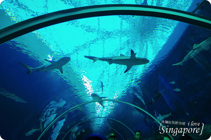 新加坡聖淘沙度假,聖淘沙好玩,聖淘沙景點