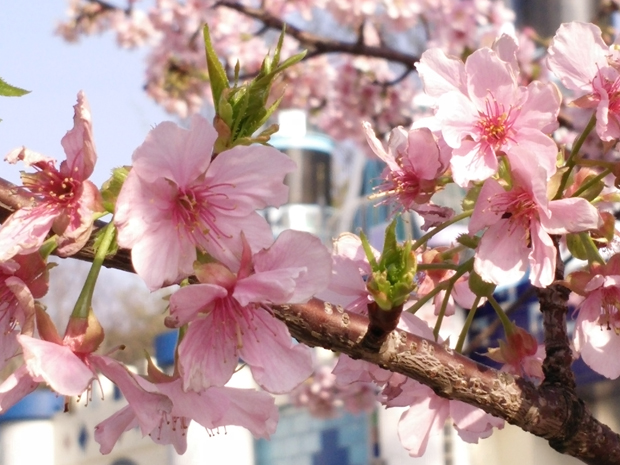  photo IMG20150213152537.jpg