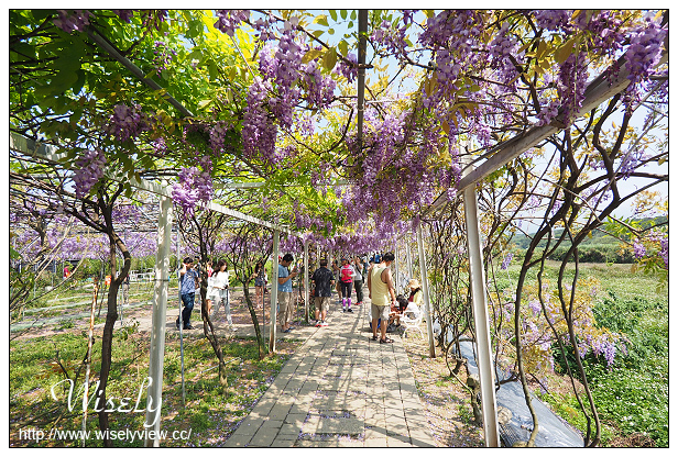 【遊記】新北市。北海岸景點美食一日遊:淡水紫藤咖啡園、猿人森活&海邊的家Café、石門老梅綠石槽、富基漁港夕照、慧琪活海鮮&味味代客料理