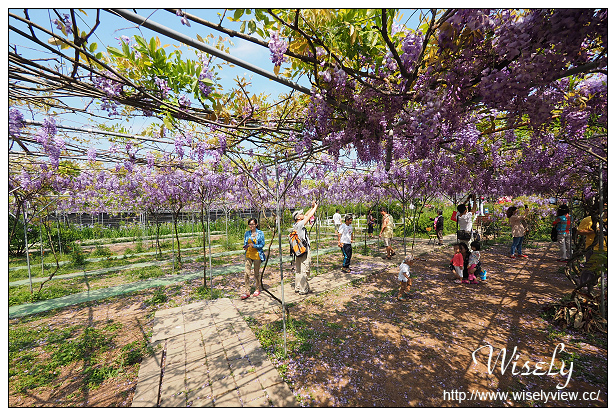 【遊記】新北市。北海岸景點美食一日遊:淡水紫藤咖啡園、猿人森活&海邊的家Café、石門老梅綠石槽、富基漁港夕照、慧琪活海鮮&味味代客料理