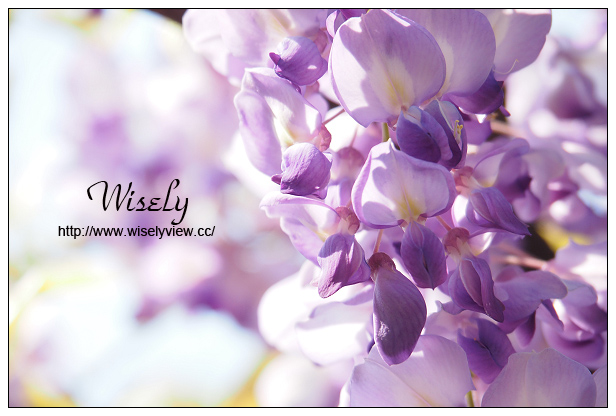 【遊記】新北市。北海岸景點美食一日遊:淡水紫藤咖啡園、猿人森活&海邊的家Café、石門老梅綠石槽、富基漁港夕照、慧琪活海鮮&味味代客料理