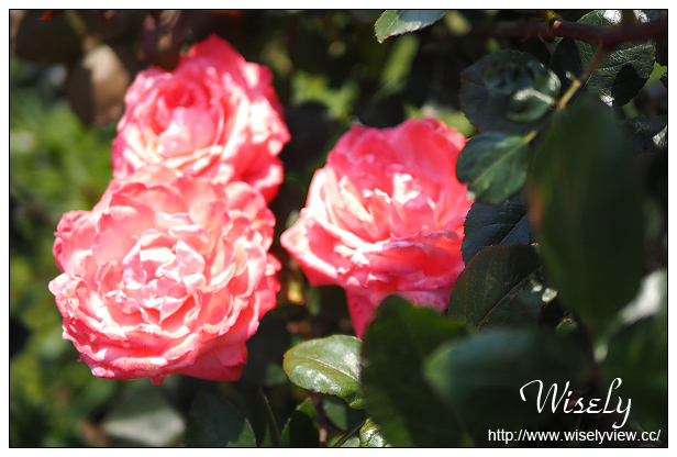 【遊記】新北市。北海岸景點美食一日遊:淡水紫藤咖啡園、猿人森活&海邊的家Café、石門老梅綠石槽、富基漁港夕照、慧琪活海鮮&味味代客料理