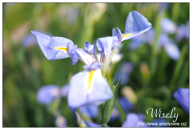 【遊記】新北市。北海岸景點美食一日遊:淡水紫藤咖啡園、猿人森活&海邊的家Café、石門老梅綠石槽、富基漁港夕照、慧琪活海鮮&味味代客料理