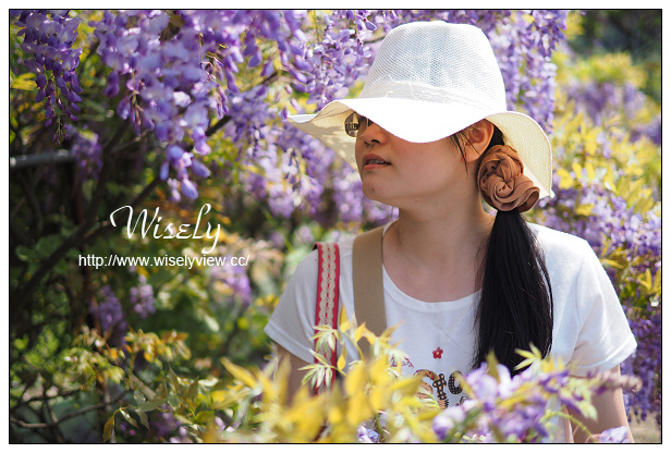 【遊記】新北市。北海岸景點美食一日遊:淡水紫藤咖啡園、猿人森活&海邊的家Café、石門老梅綠石槽、富基漁港夕照、慧琪活海鮮&味味代客料理