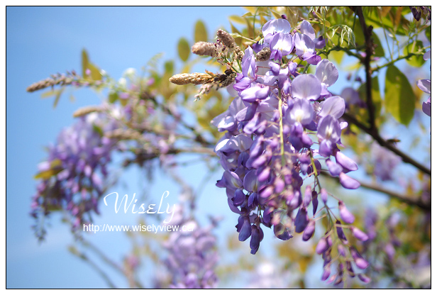 【遊記】新北市。北海岸景點美食一日遊:淡水紫藤咖啡園、猿人森活&海邊的家Café、石門老梅綠石槽、富基漁港夕照、慧琪活海鮮&味味代客料理