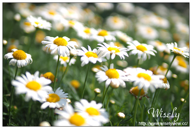 【遊記】新北市。北海岸景點美食一日遊:淡水紫藤咖啡園、猿人森活&海邊的家Café、石門老梅綠石槽、富基漁港夕照、慧琪活海鮮&味味代客料理