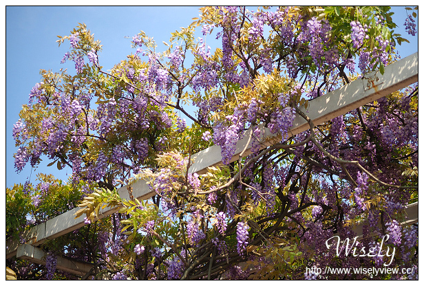 【遊記】新北市。北海岸景點美食一日遊:淡水紫藤咖啡園、猿人森活&海邊的家Café、石門老梅綠石槽、富基漁港夕照、慧琪活海鮮&味味代客料理