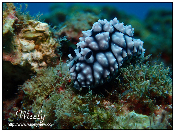 【遊記】活動。奧林帕斯:新機體驗@福華渡假飯店、Olympus TG-4新機發表、規格分享(海底&人像-後壁湖實拍)、墾丁大街漫遊、照利庭園海鮮餐廳