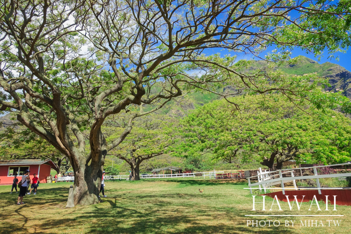 古蘭尼牧場,侏羅記公園電影場景,夏威夷自由行,鈦美旅行社