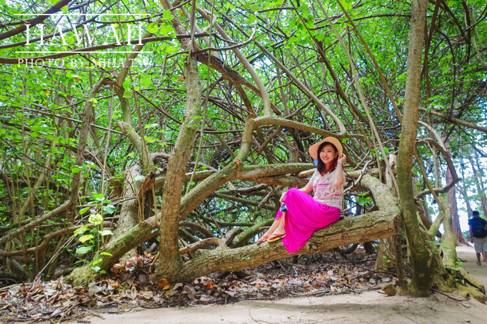 古蘭尼牧場,侏羅記公園電影場景,夏威夷自由行,鈦美旅行社