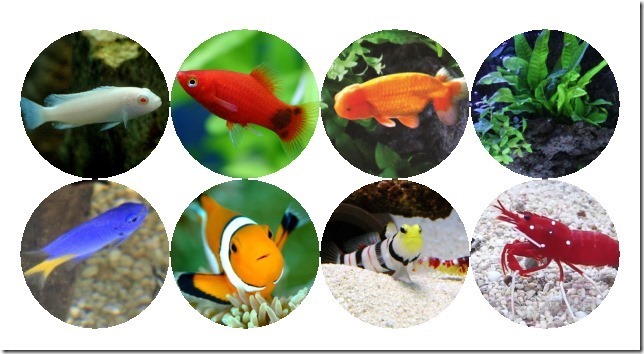 20150430230802-3fish