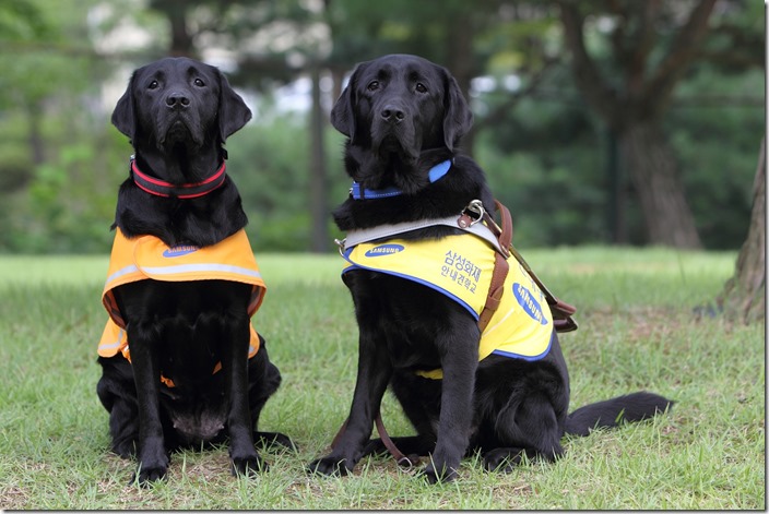 照片由左而右為台灣導盲犬協會3年前贈予韓國三星導盲犬培訓學校的導盲犬種Helen與其所生育的導盲犬Tamra