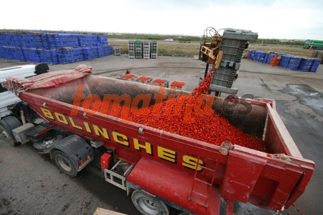 cargando-camion-tomatina