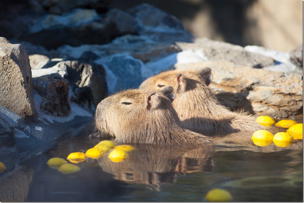圖說_水豚泡湯放鬆的慵懶舒服樣 帶動伊豆地區的今年秋季和早冬的訂房量勁揚57%