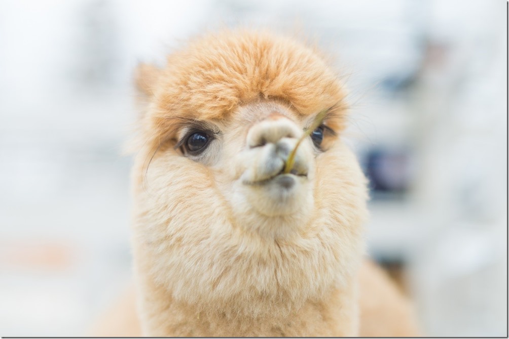 圖說_溫和的羊駝為本季那須帶來63.4%的遊客成長人數