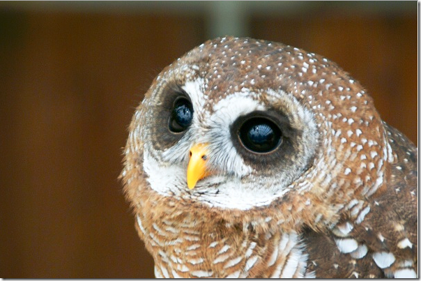 圖說_東京的貓頭鷹咖啡館僅接受事先預定，但仍人氣滿座