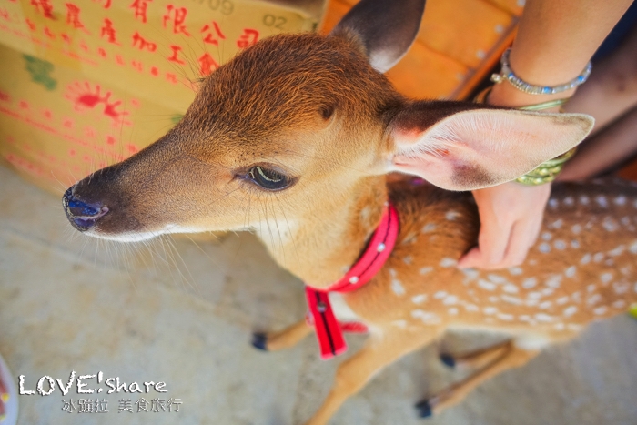 綠島自由行,綠島兩天一夜,綠島行程,綠島套裝行程,綠島綠海小築民宿,綠島民宿,綠島好玩,綠島景點,綠島餐廳