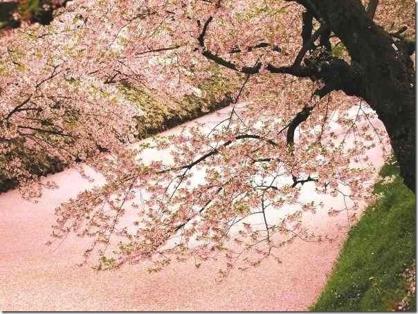 圖7：當花季來臨時，可欣賞到謂之「櫻花地毯」的優美景致