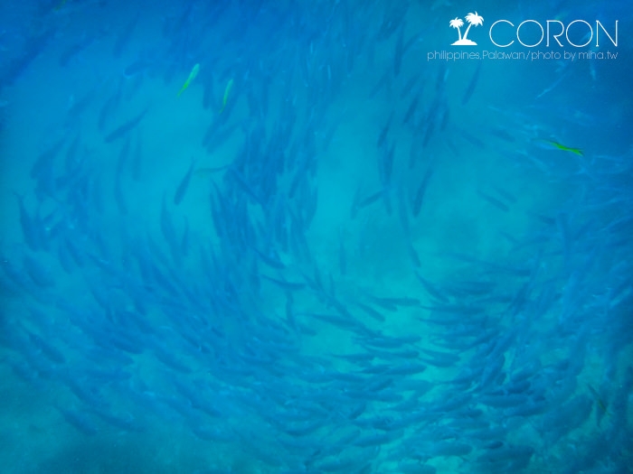 菲律賓科隆島,巴拉望科隆島,巴拉望潛水,科隆島潛水,科隆島行程,科隆島自由行,科隆島旅行社,科隆島好玩,科隆島浮潛