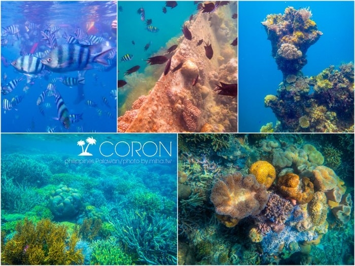 菲律賓科隆島,巴拉望科隆島,巴拉望潛水,科隆島潛水,科隆島行程,科隆島自由行,科隆島旅行社,科隆島好玩,科隆島浮潛