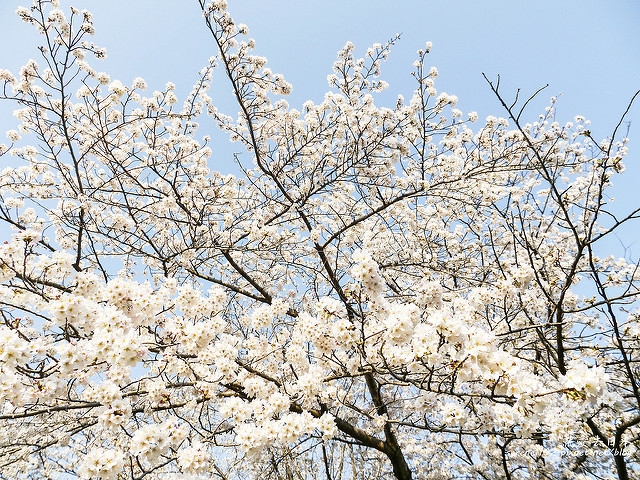 20140327山陽D2熊本-1130216