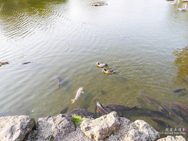 20140327山陽D2熊本-1130230