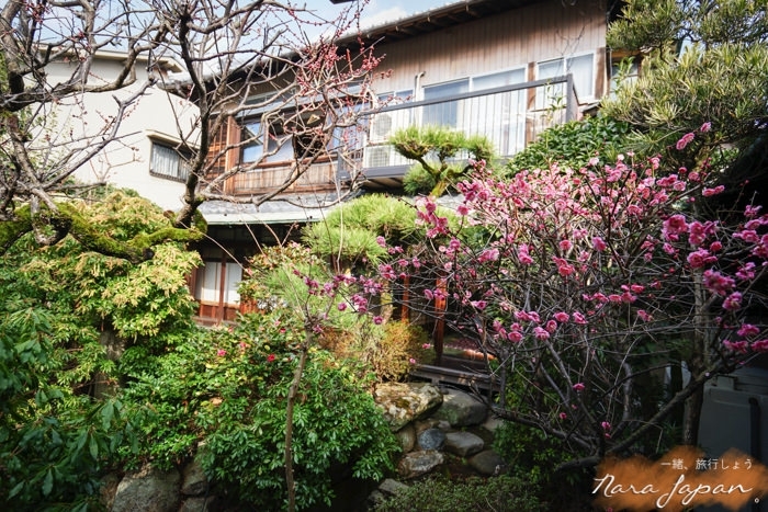 奈良民宿,奈良青年旅館,奈良住宿,奈良住哪裡,奈良自由行,奈良好玩,奈良小鹿,奈良景點