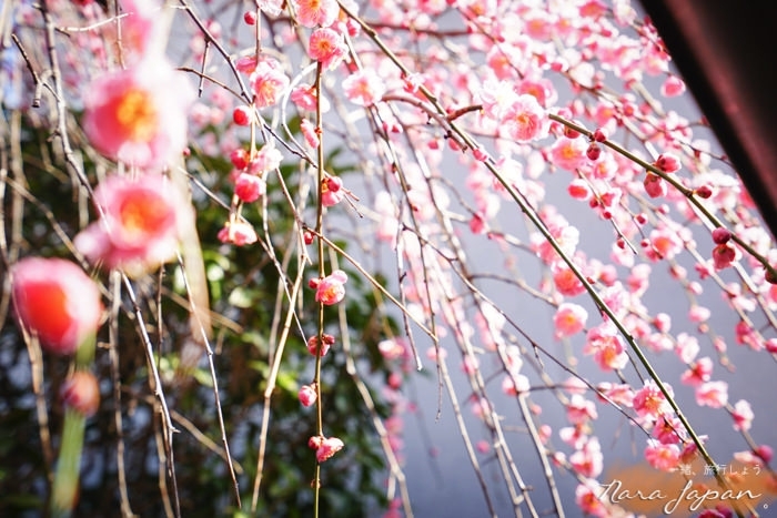 奈良民宿,奈良青年旅館,奈良住宿,奈良住哪裡,奈良自由行,奈良好玩,奈良小鹿,奈良景點