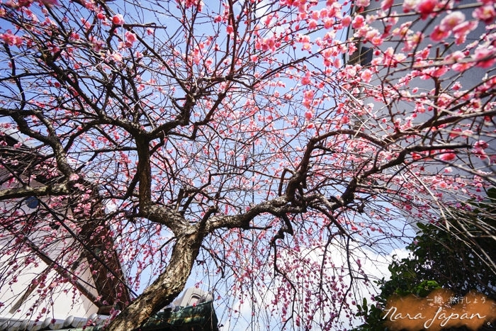 奈良民宿,奈良青年旅館,奈良住宿,奈良住哪裡,奈良自由行,奈良好玩,奈良小鹿,奈良景點
