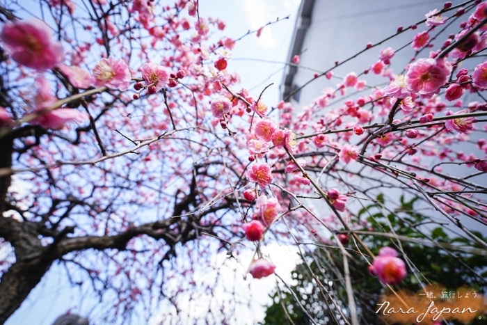 奈良民宿,奈良青年旅館,奈良住宿,奈良住哪裡,奈良自由行,奈良好玩,奈良小鹿,奈良景點